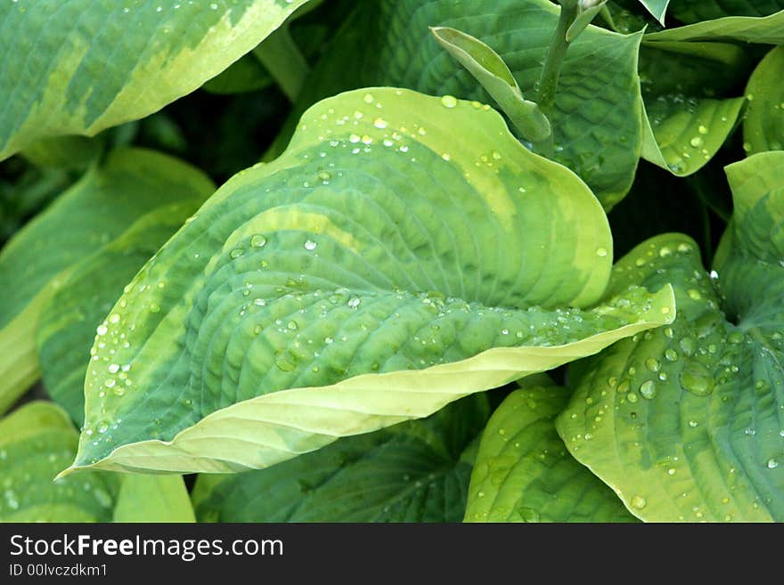 Surprising natural water color of greens. Surprising natural water color of greens