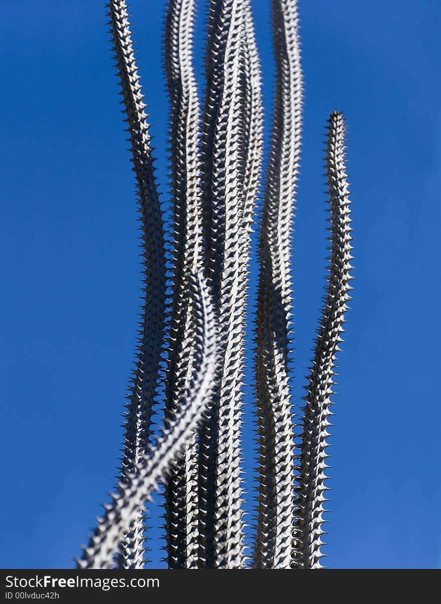 Alluaudia sp. - a tall thin spiky cactus on a deep blue sky, native to madagascar