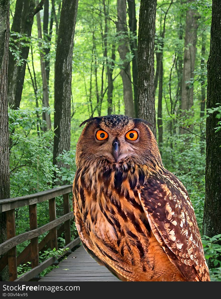 A young owl and a walking trail in the Great Swamp Park. A young owl and a walking trail in the Great Swamp Park