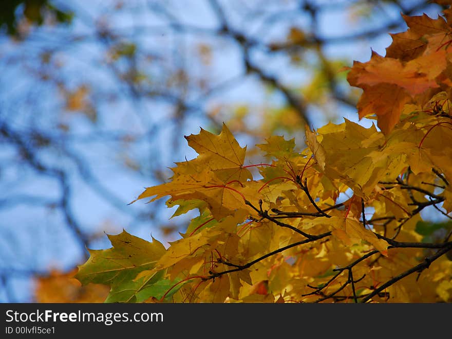 Autumn leaves