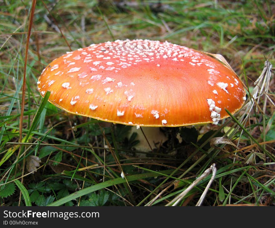 A red fly agaric with white points in the woood