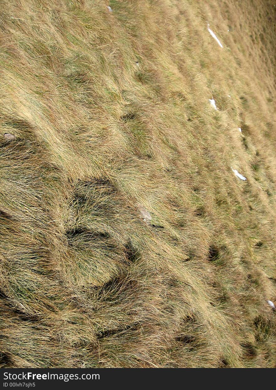 Green grass in nature with leaves on earth