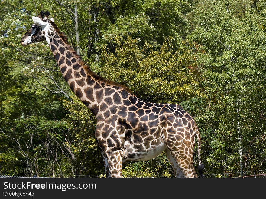 Giraffe