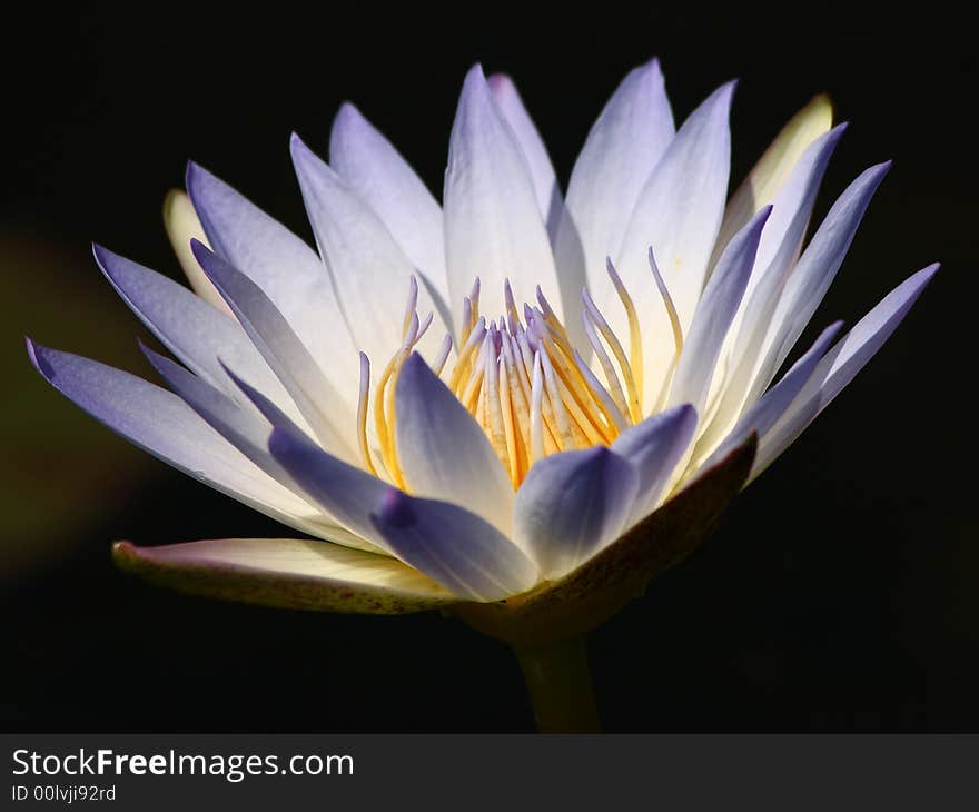 White Nymphaea