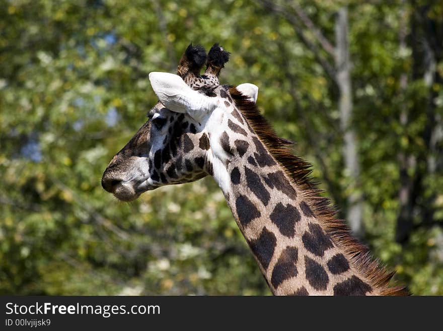 Giraffe head shot close up. Giraffe head shot close up