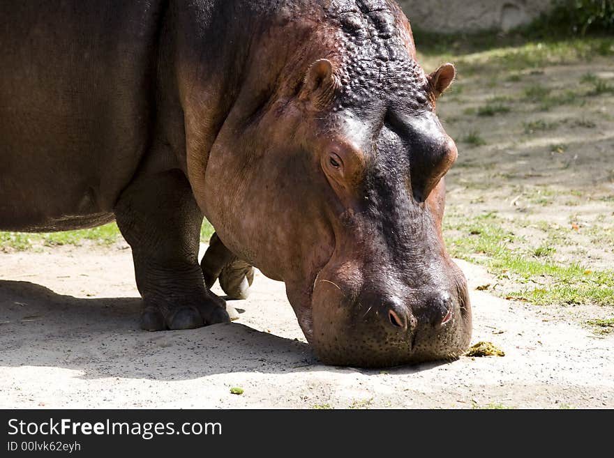 Close up shot of a Hippopotamus