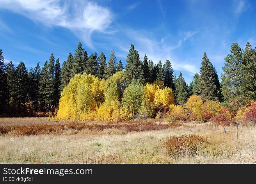 Foliage against the Blue Sky