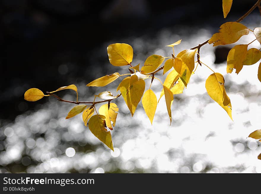 Yellow Tree Leave