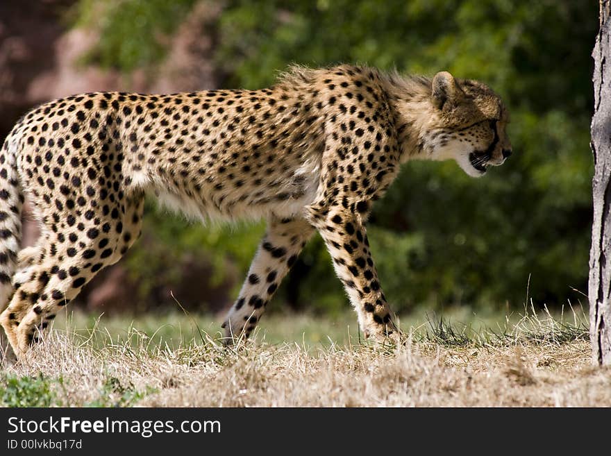 Cheetah looking for its pray