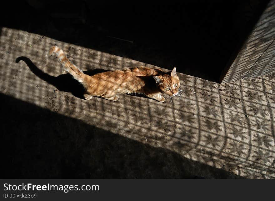 A cat in the shadow of the window screening