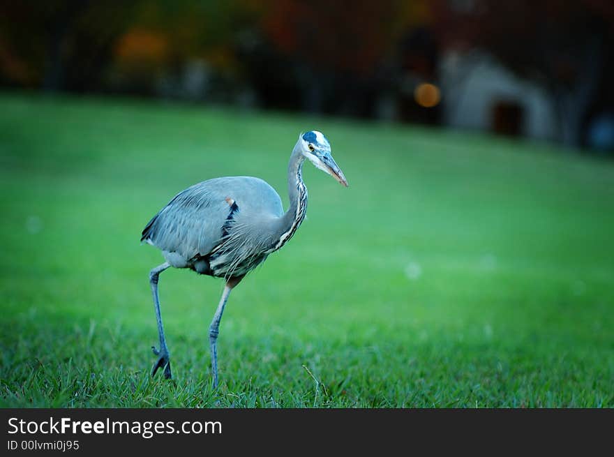 Great Blue Heron