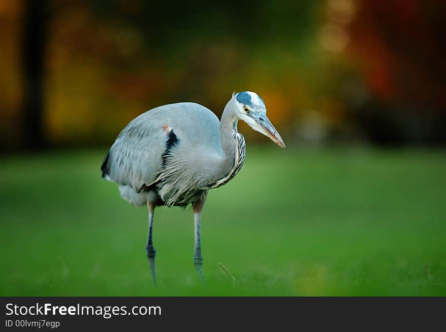 Great Blue Heron