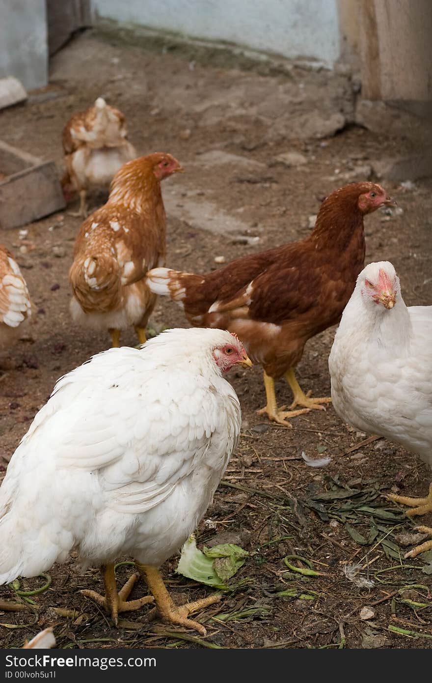 Chicks and hens on the village farm's yard. Chicks and hens on the village farm's yard