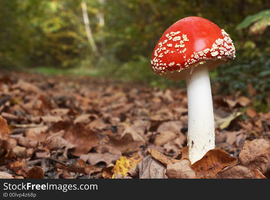 An image of red mushroom in forest. An image of red mushroom in forest