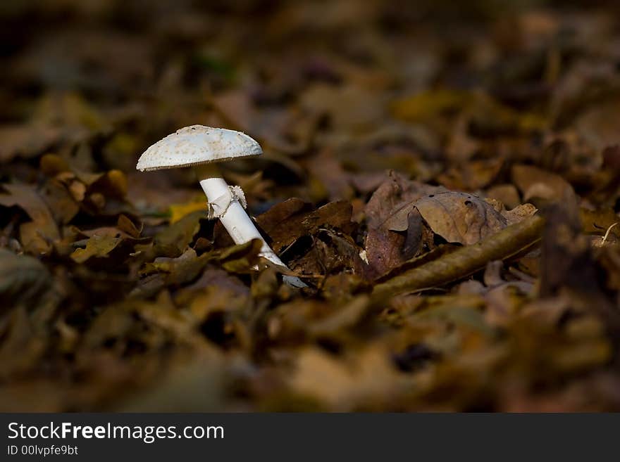 White mushroom