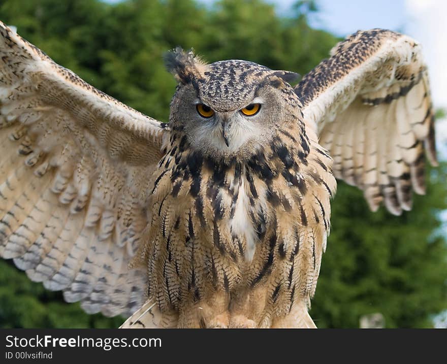 Close up of eagle owl spreading its wings