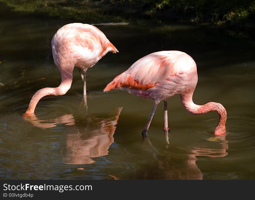 Pair of pink flamingos feeding in lake