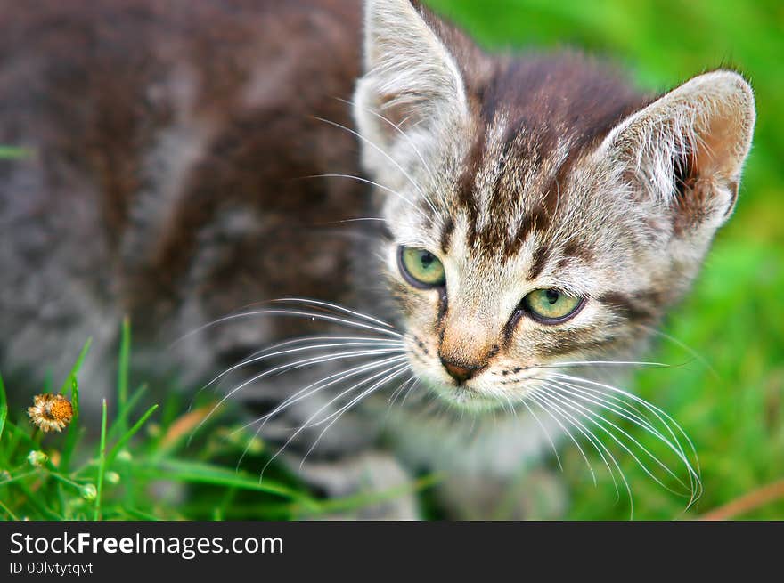 Kitten in the grass