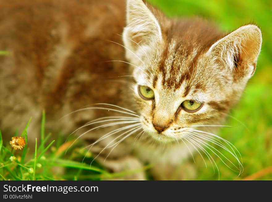 Adorable kitten in the grass