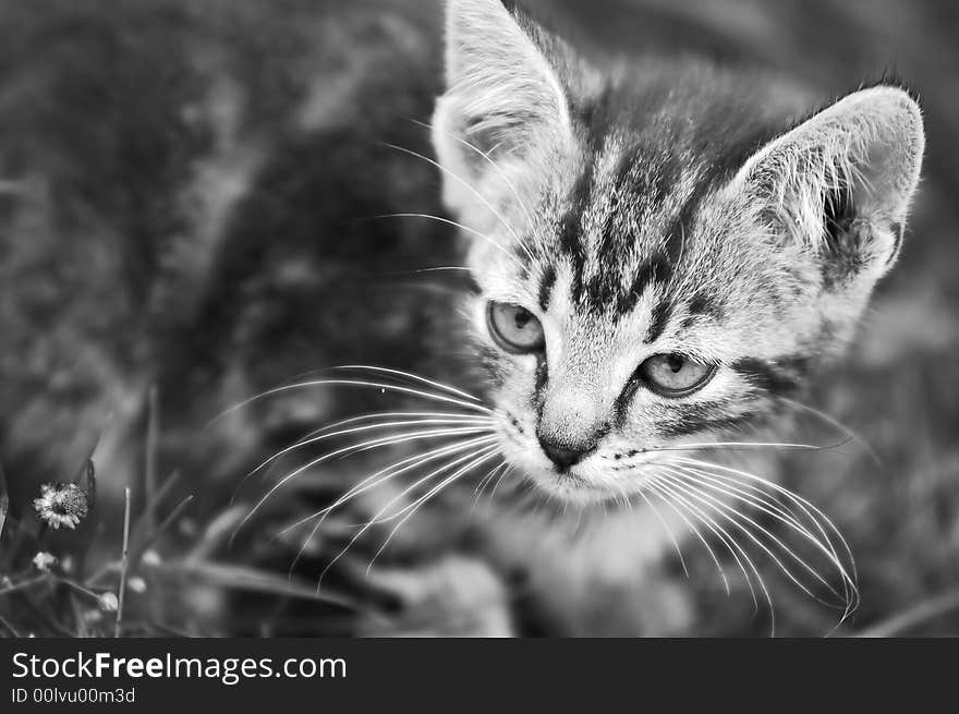 Adorable kitten in the grass. Black and white version