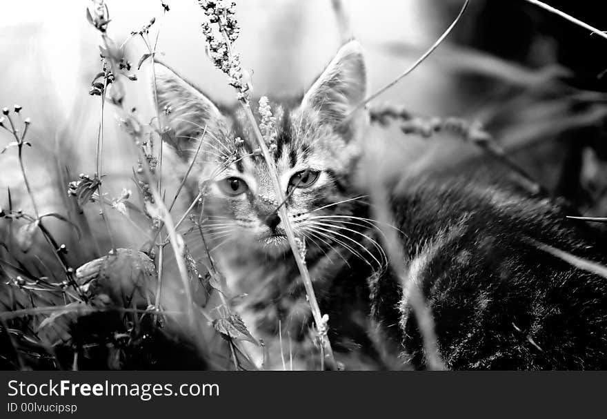 Adorable kitten in the grass. Black and white version