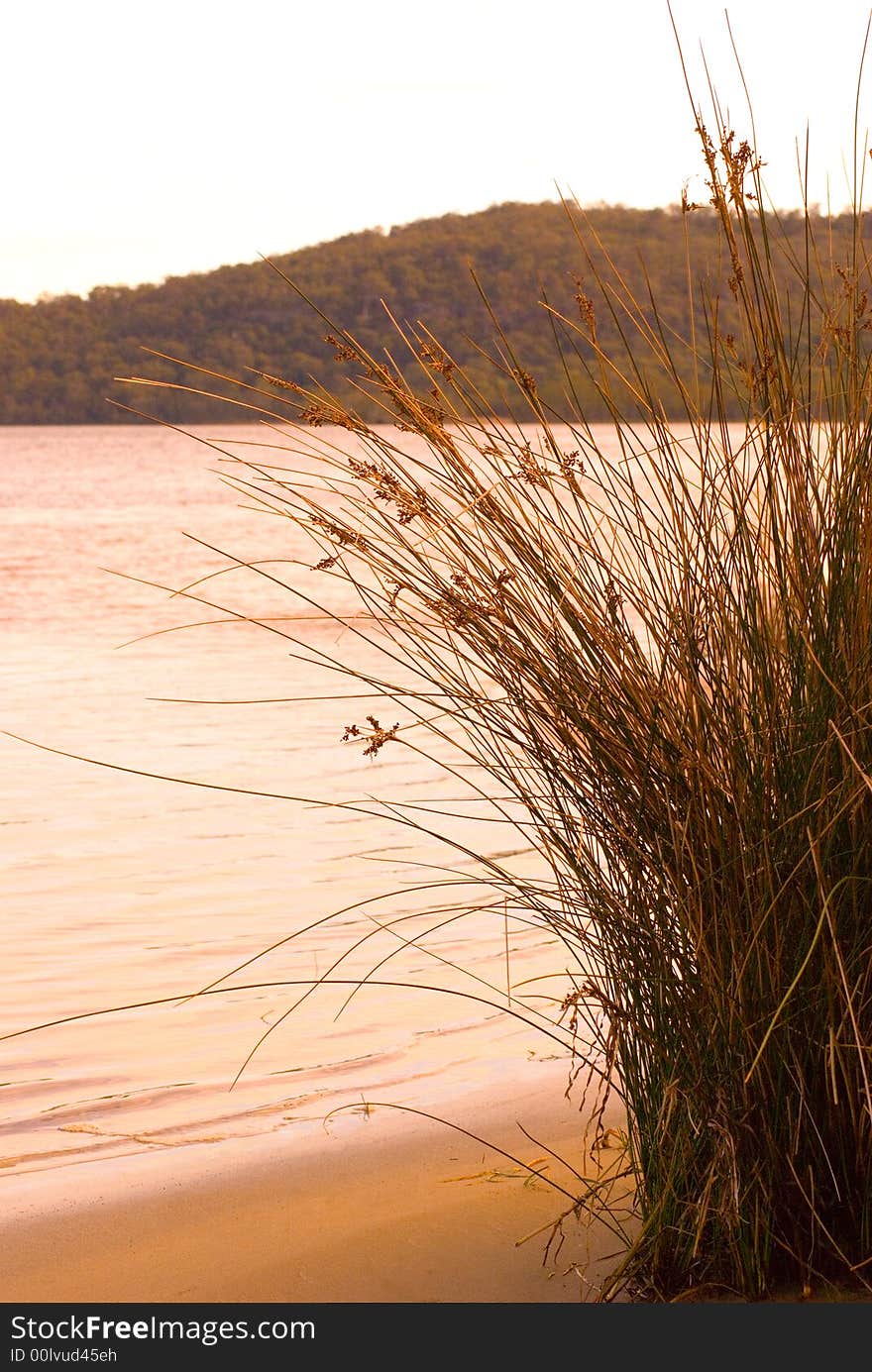 Long Grass by a lake in New South Wales, Australia. Almost sepia in colour, due to sunset. Focus on grass by the shore of the lake. Long Grass by a lake in New South Wales, Australia. Almost sepia in colour, due to sunset. Focus on grass by the shore of the lake