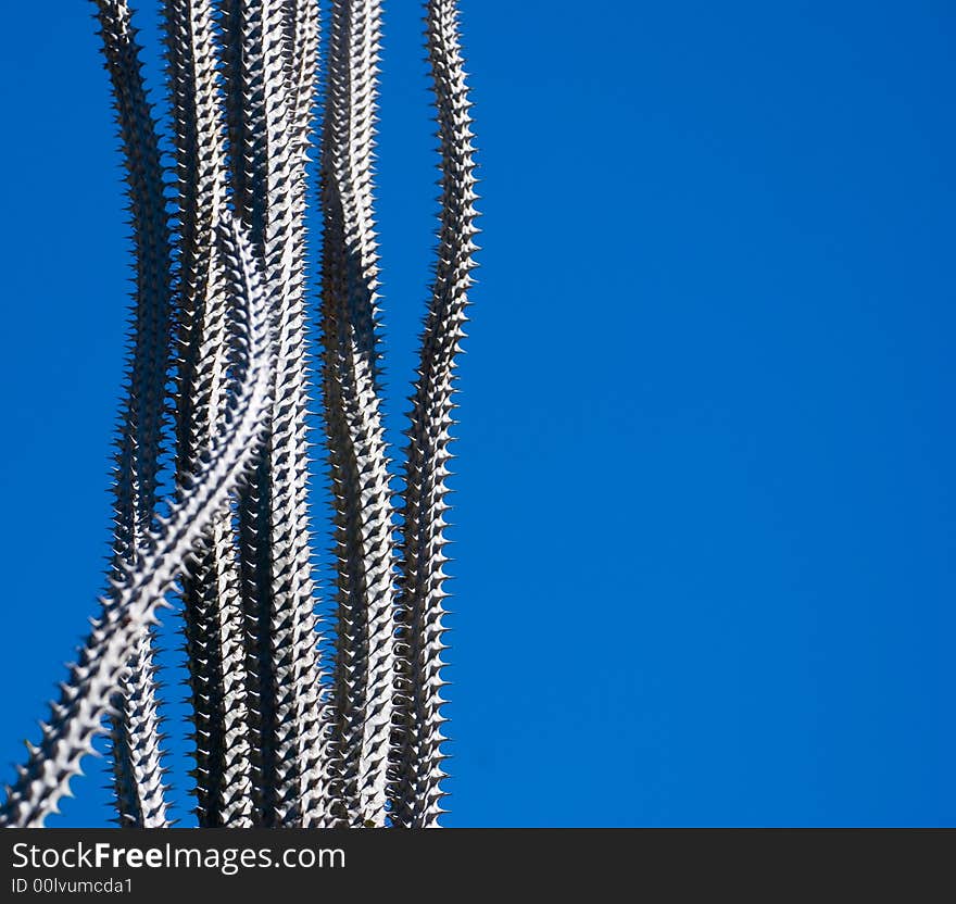 Alluaudia sp. - a tall thin spiky cactus on a deep blue sky, native to madagascar. Alluaudia sp. - a tall thin spiky cactus on a deep blue sky, native to madagascar