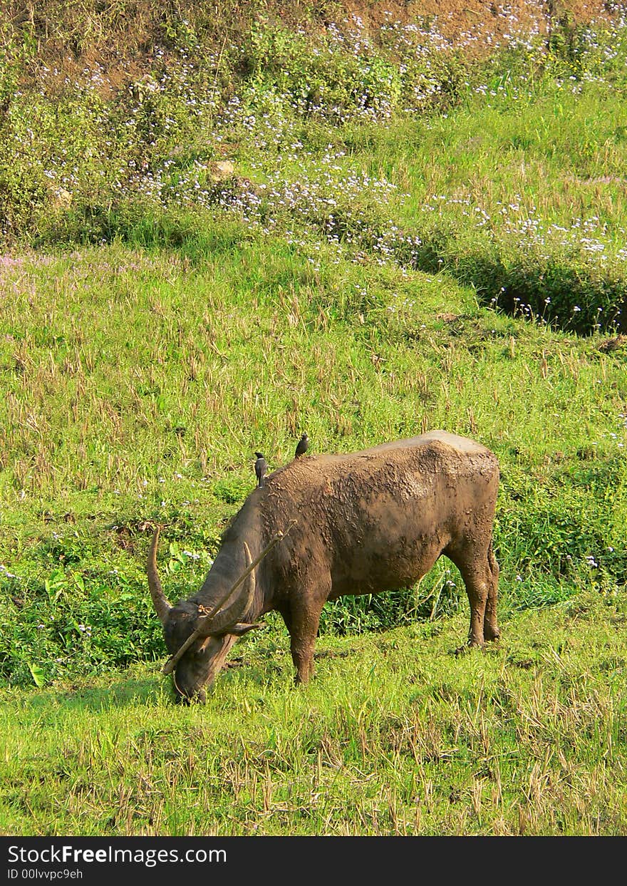 Buffalo & Grub Birds