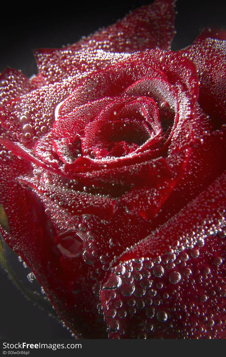 Red rose under water