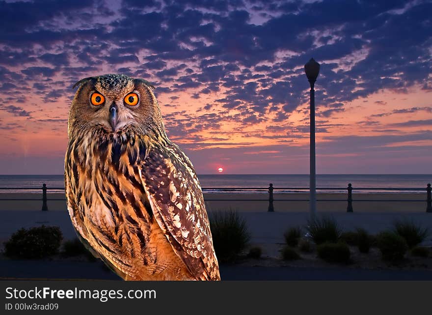 An owl at an early morning