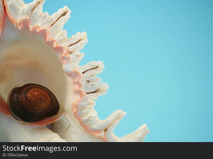 Chocolate Seashells Blue I