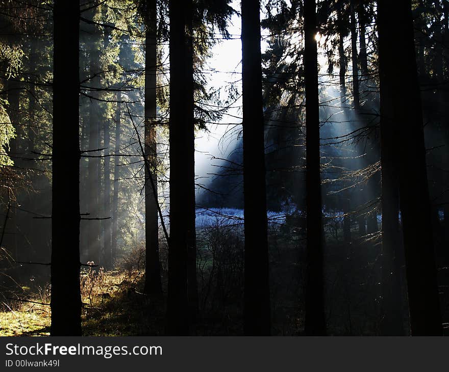 Sunray in forest