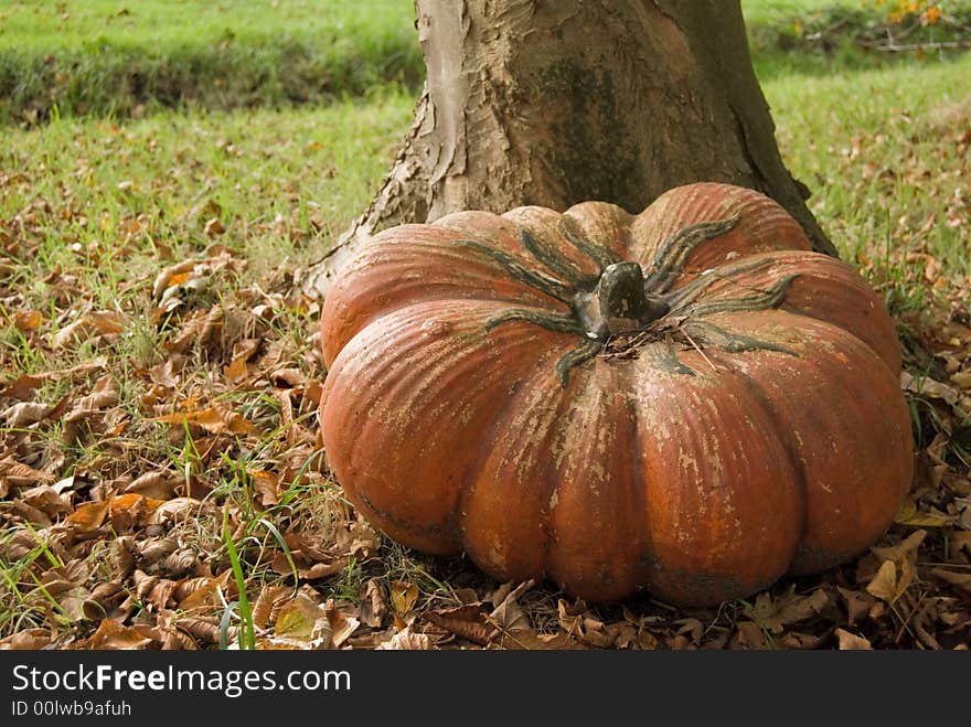 Very large Autum Pumpkin