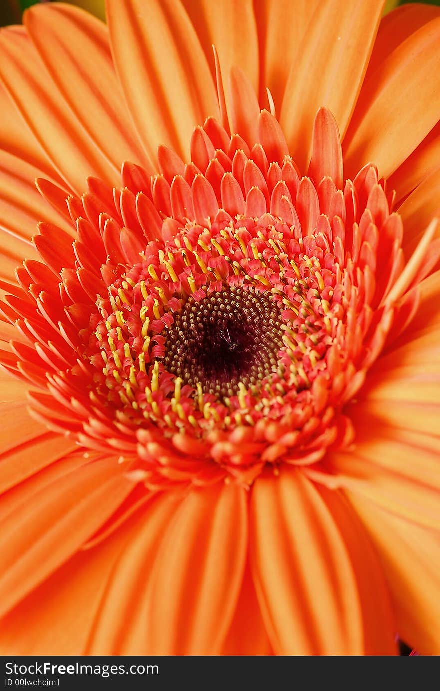 Orange flower