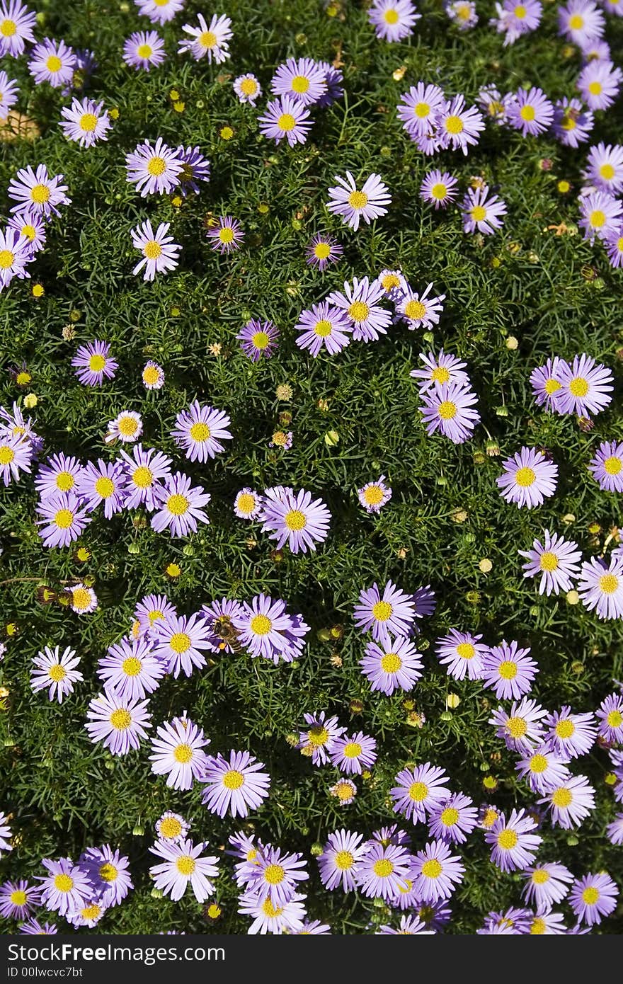 Bee On Flowers