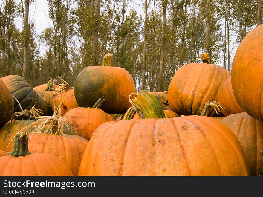 Fall (autum) Pumpkins