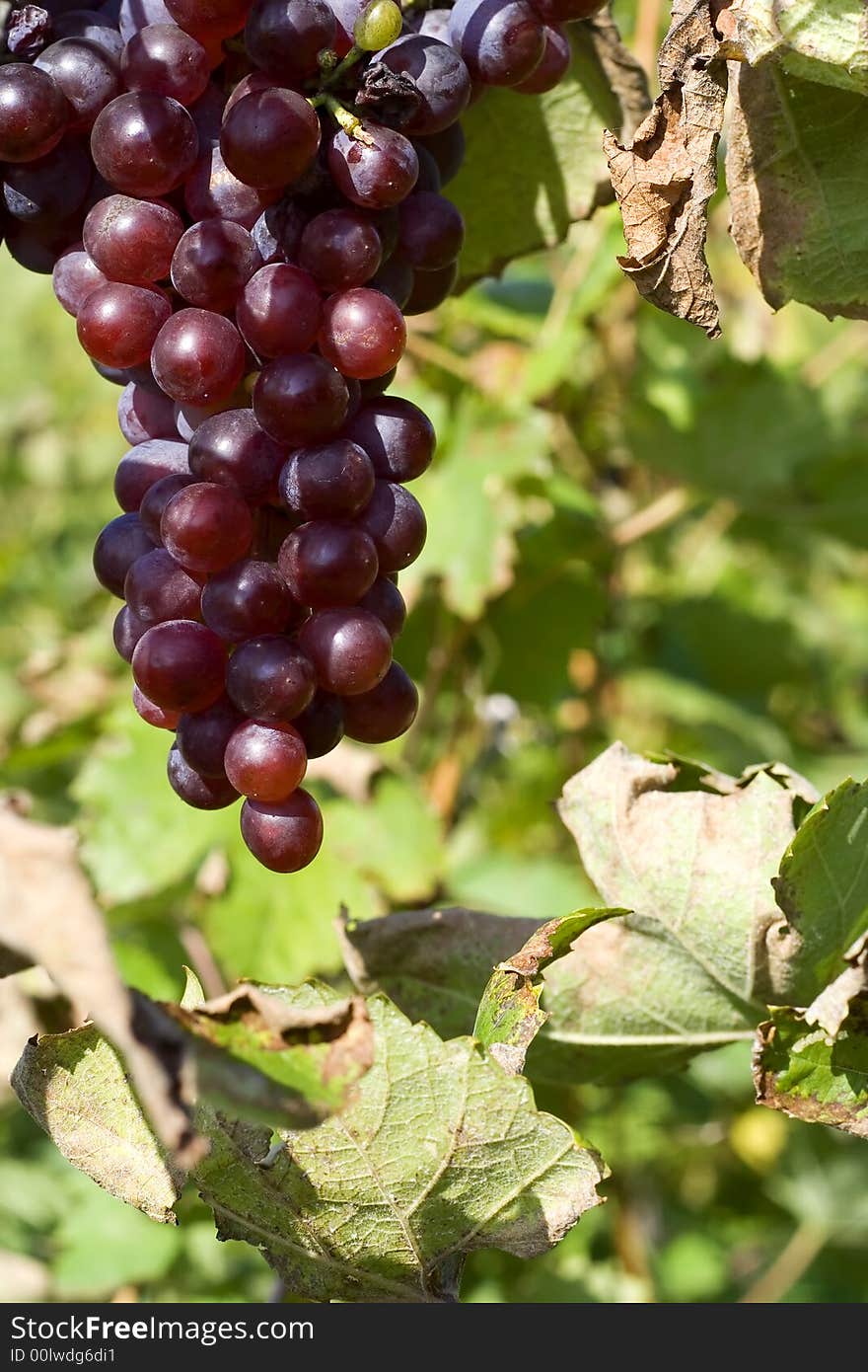 Ripe Grape In Vineyard