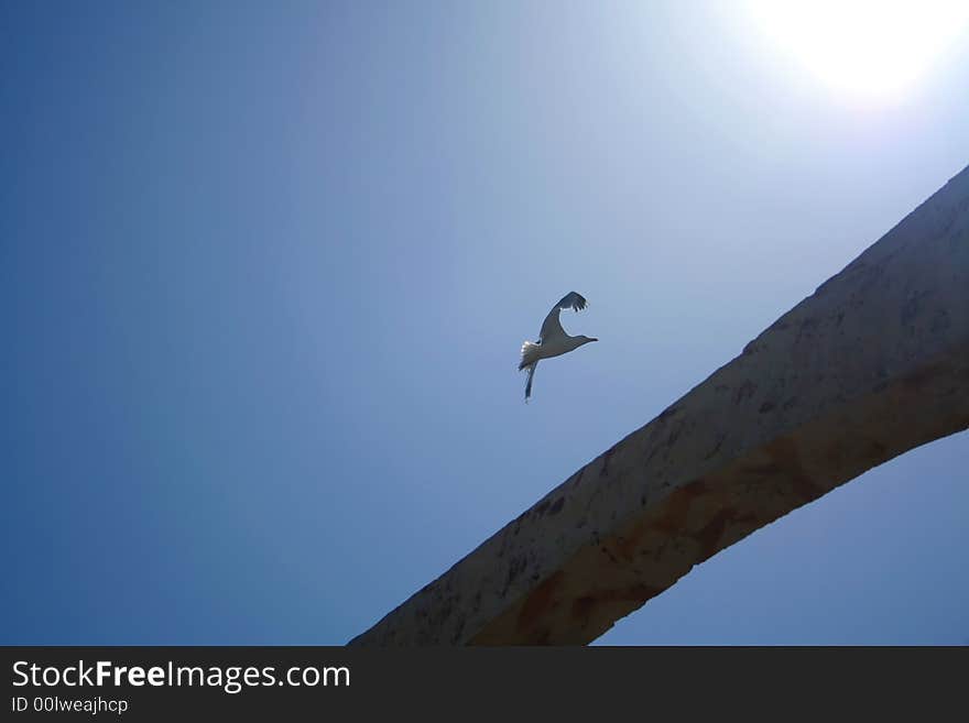 Gull Flying Into The Sun