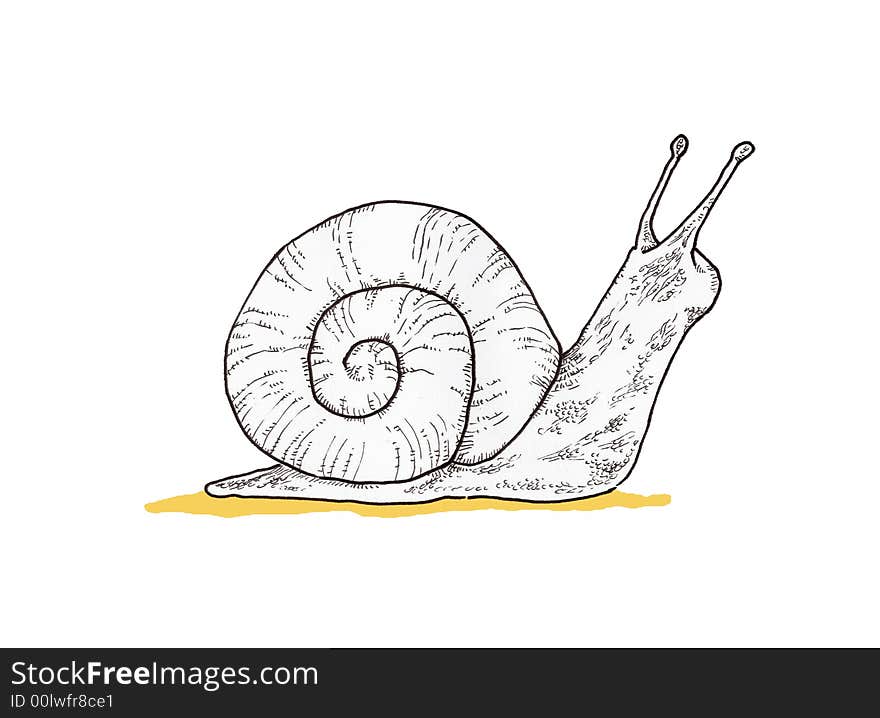 Snail Illustration