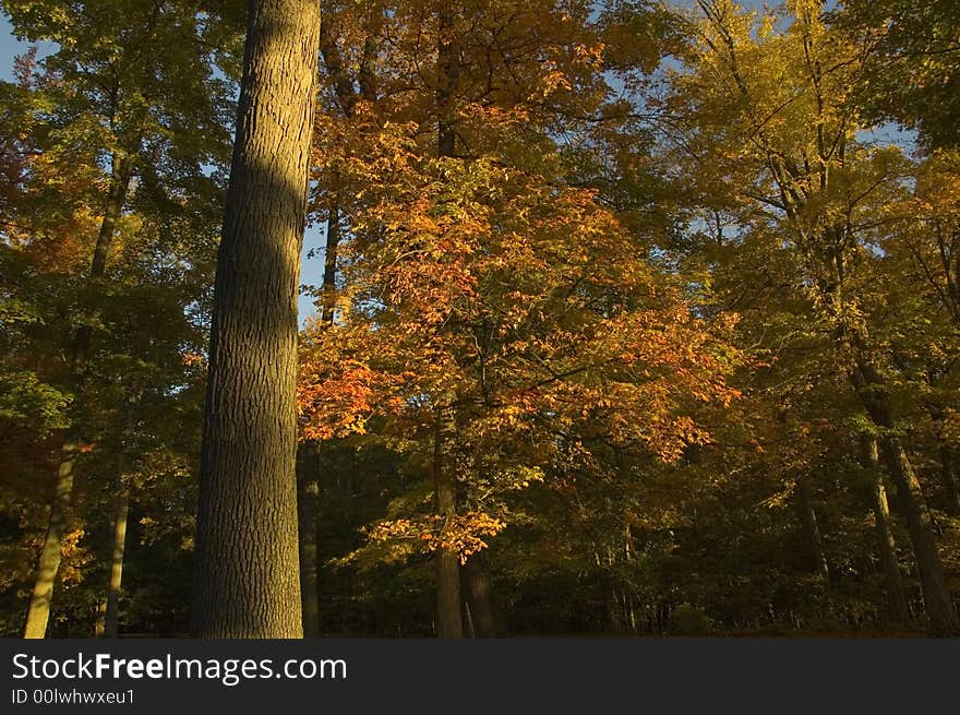 Autumn Leaves