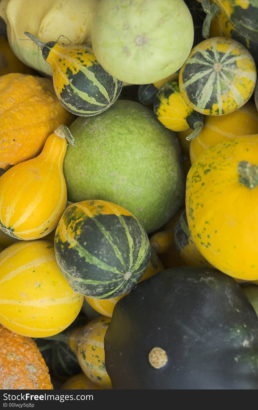 Pumpkins Closeup