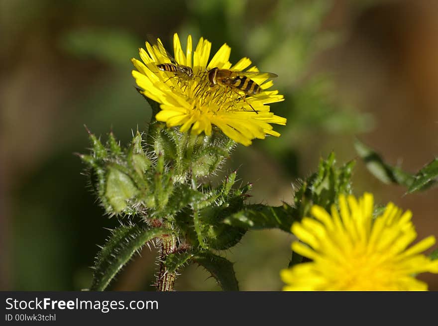 Bee and its baby gathering nectar of yellow flowers. Bee and its baby gathering nectar of yellow flowers.