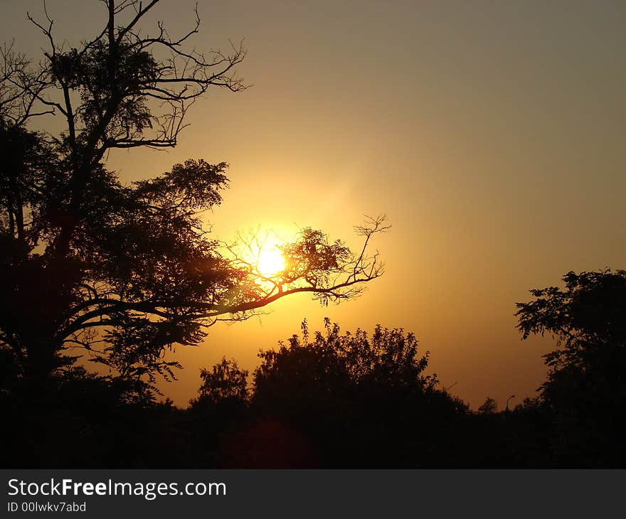 The tree holding the sun in it's branch