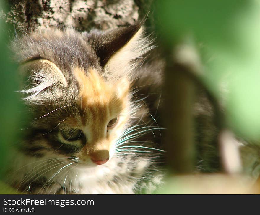 Kitten Under The Bush