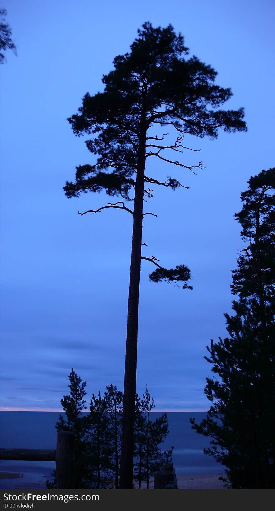 Pine tree