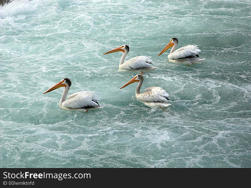 White pelicans in Calgary