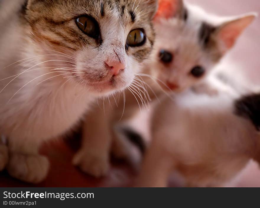 Cute cat with two little kittens. Cute cat with two little kittens