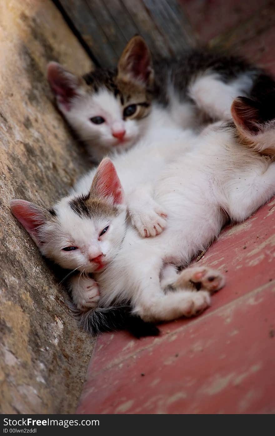 Two cute little kittens resting together. Two cute little kittens resting together