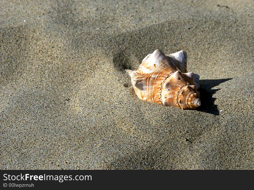 A large conch sea shell half buried in the sand at revere beach, massachusetts. A large conch sea shell half buried in the sand at revere beach, massachusetts