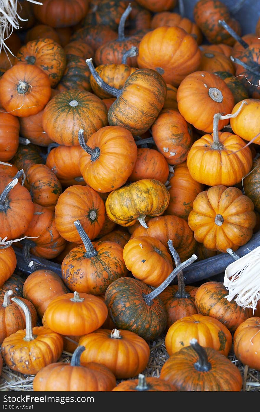 A bunch of small pumpkins on straw bed. A bunch of small pumpkins on straw bed